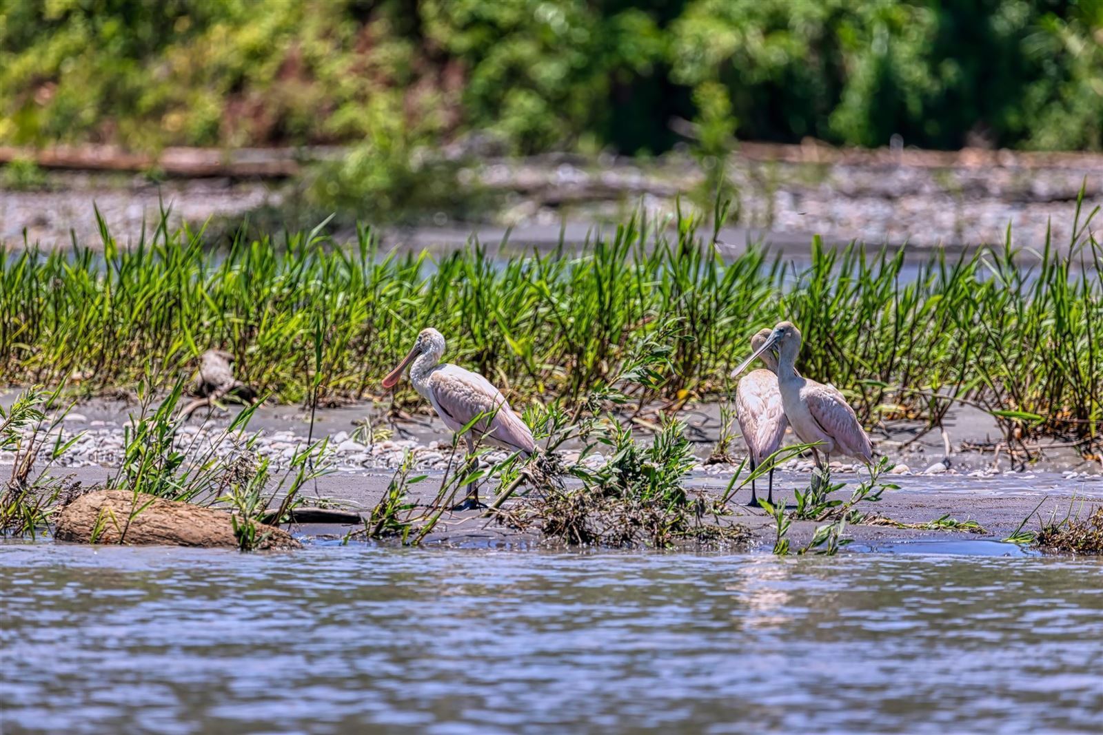 Vögel im Wasser